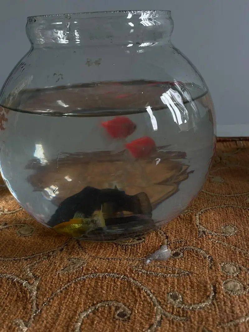 6 Fish 2 golden 2 black. 2 pink — photo 3