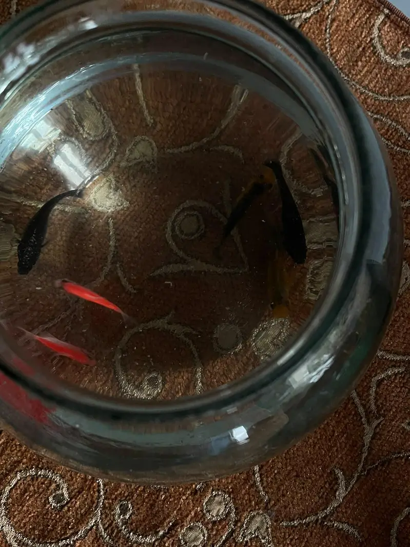 6 Fish 2 golden 2 black. 2 pink — photo 4