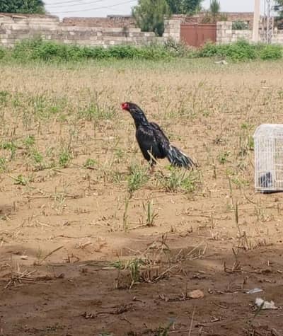 ہائی کوالٹی مشکا لاثانی