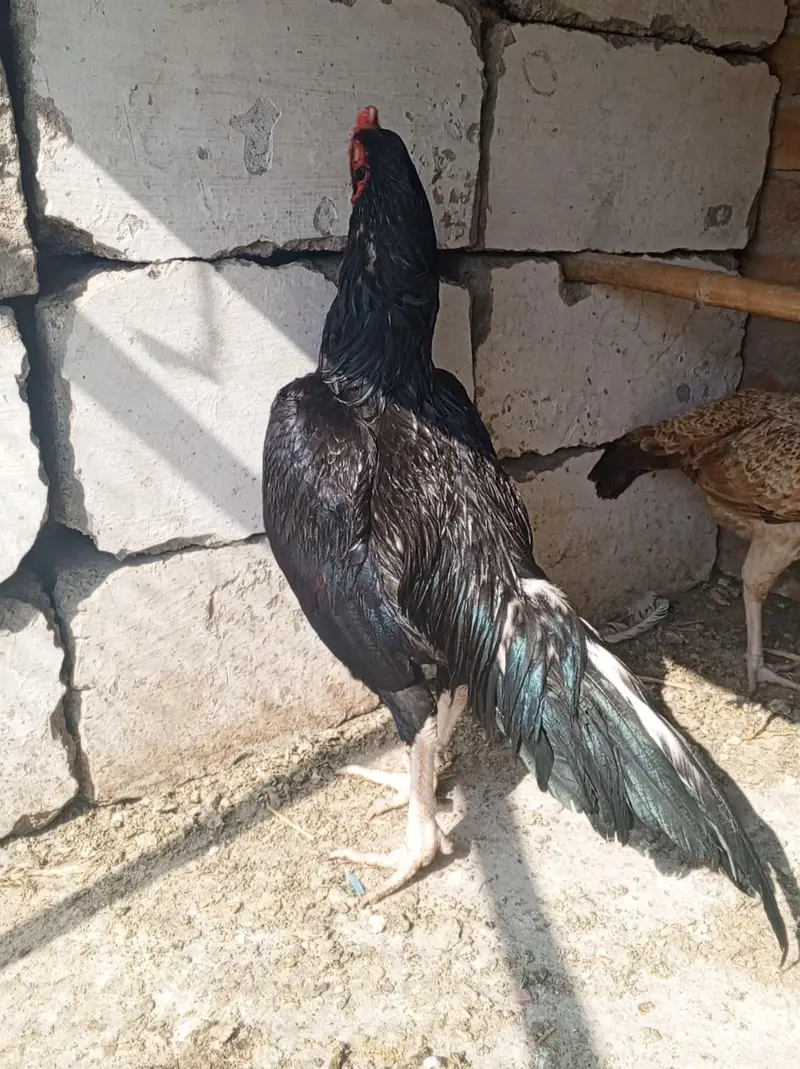 ہائی کوالٹی مشکا لاثانی — photo 2