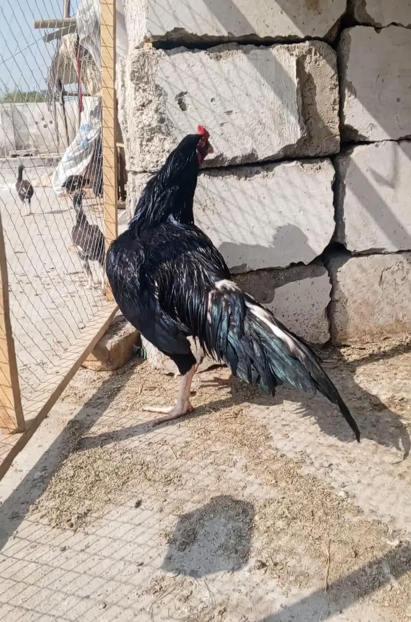 ہائی کوالٹی مشکا لاثانی — photo 3