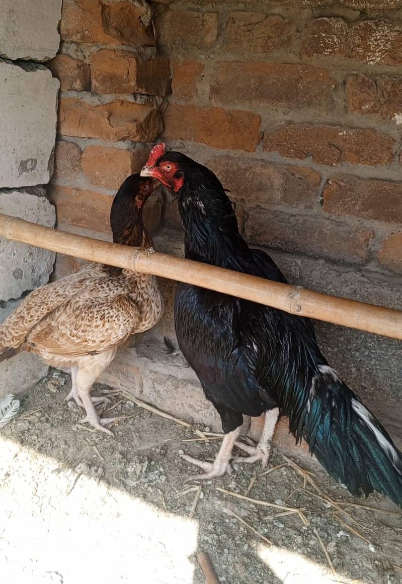 ہائی کوالٹی مشکا لاثانی 3