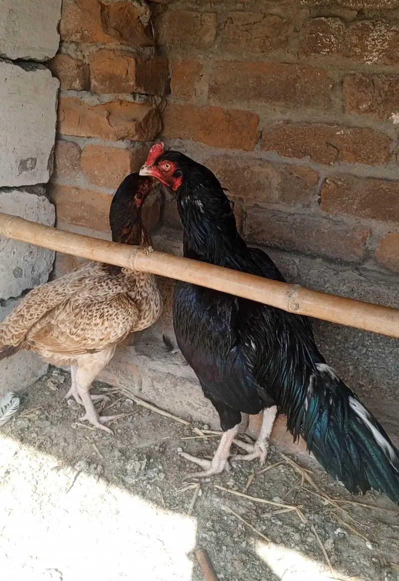 ہائی کوالٹی مشکا لاثانی — photo 4