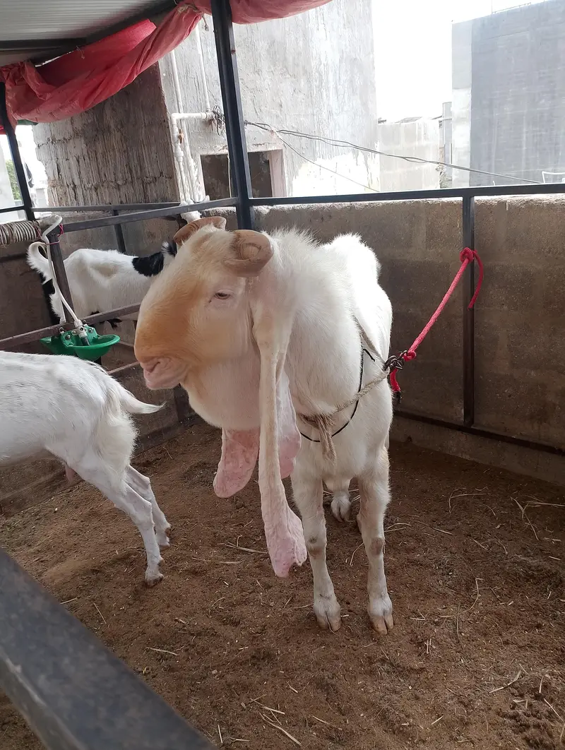 gulabi bakri breeder Bakra — photo 8