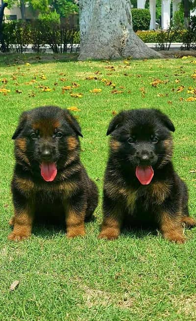 Dog ... Sellar