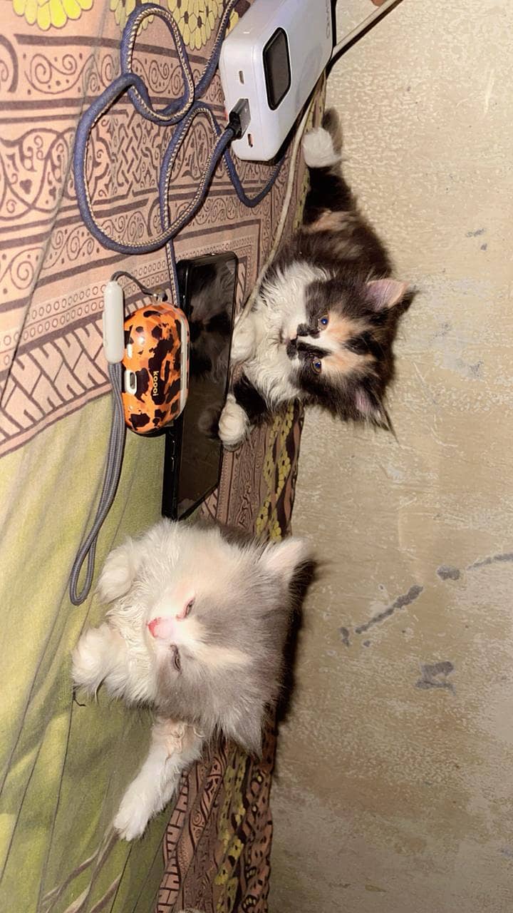 Persian cat triple code 6