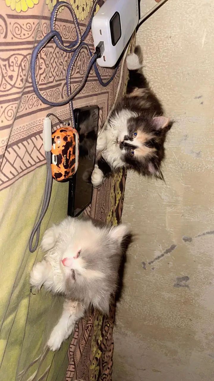 Persian cat triple code — photo 7