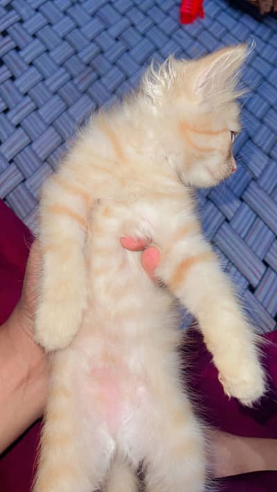 Persian Kittens