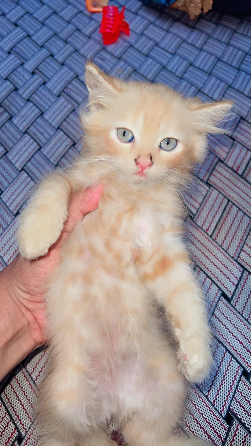 Persian Kittens — photo 2