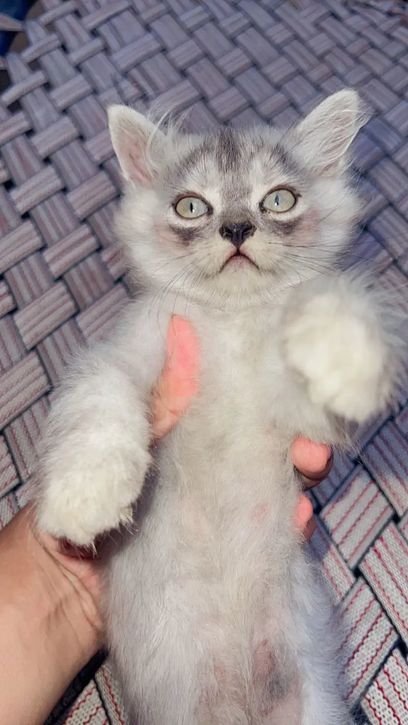 Persian Kittens — photo 3