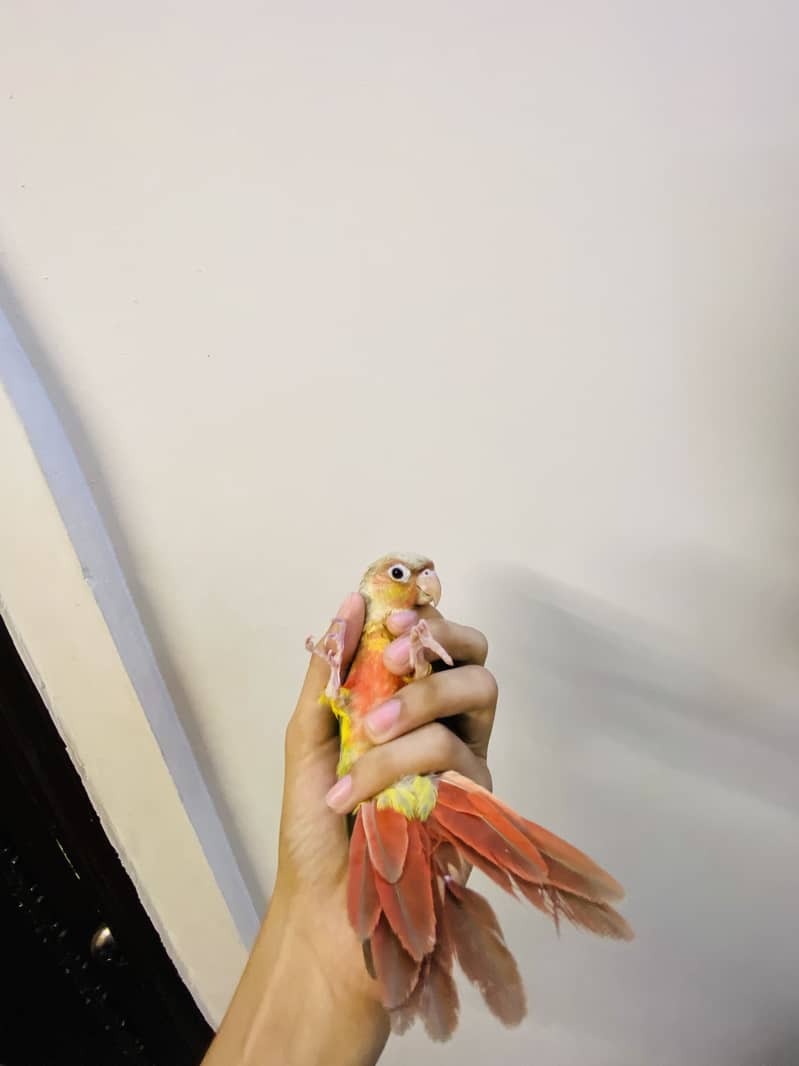 Pineapple conure 0