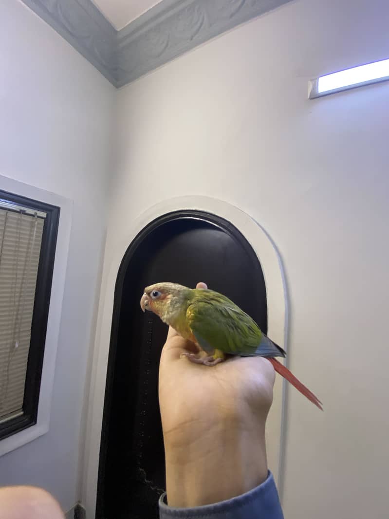 Pineapple conure 1