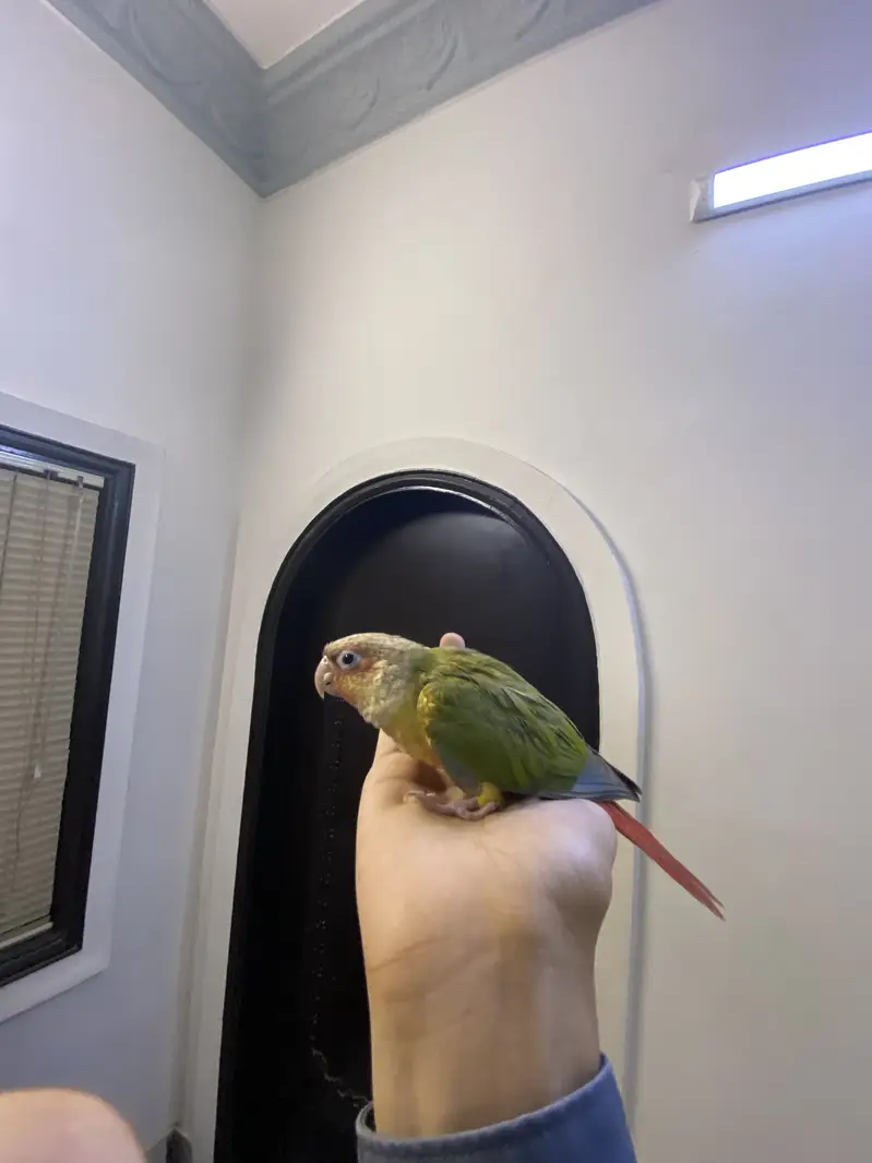 Pineapple conure — photo 2