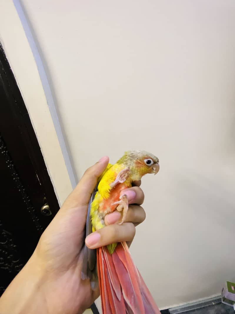 Pineapple conure 2