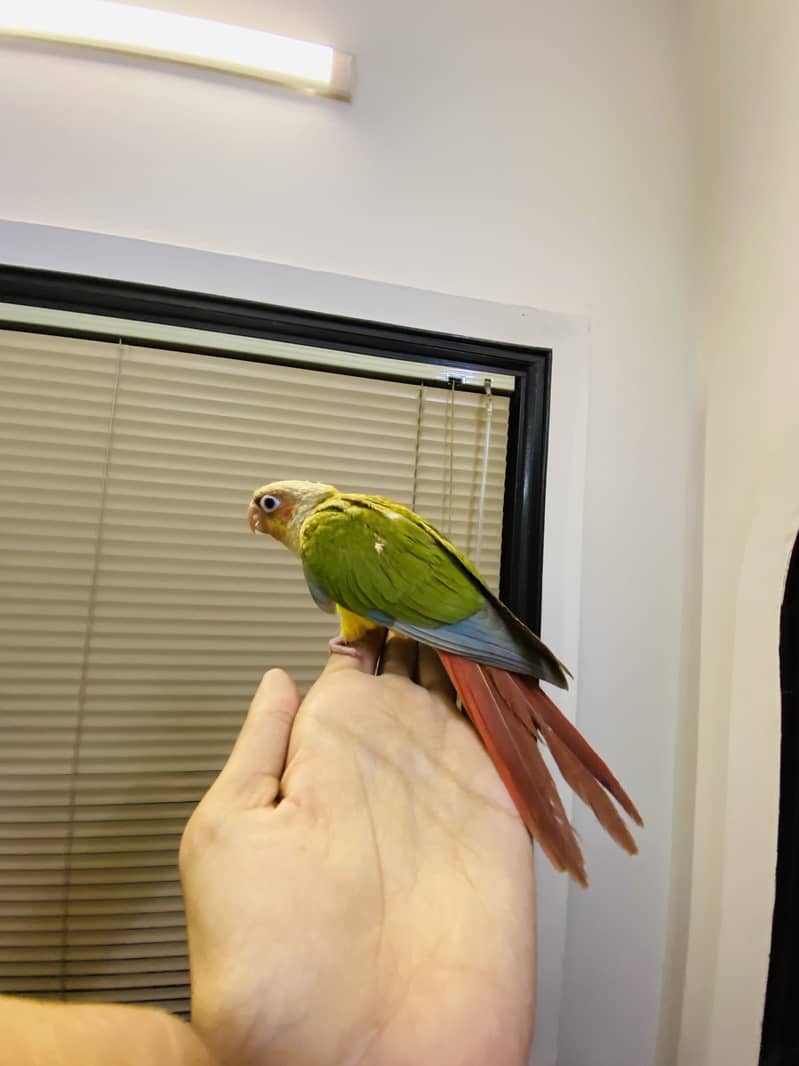 Pineapple conure 3