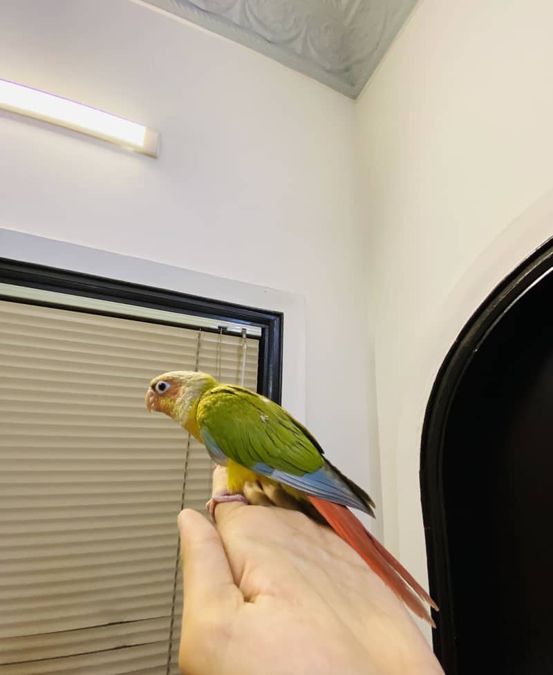 Pineapple conure 4