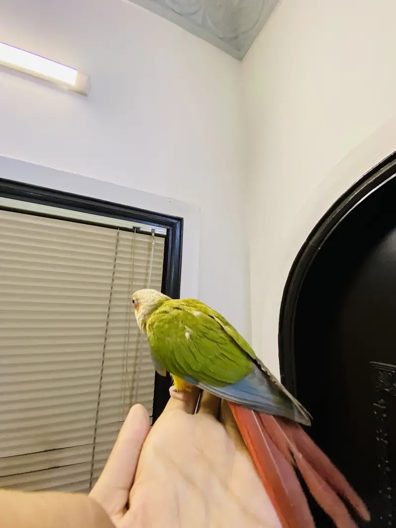 Pineapple conure — photo 6