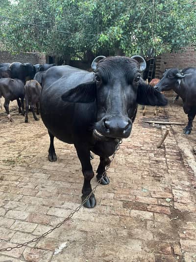 Bhains
