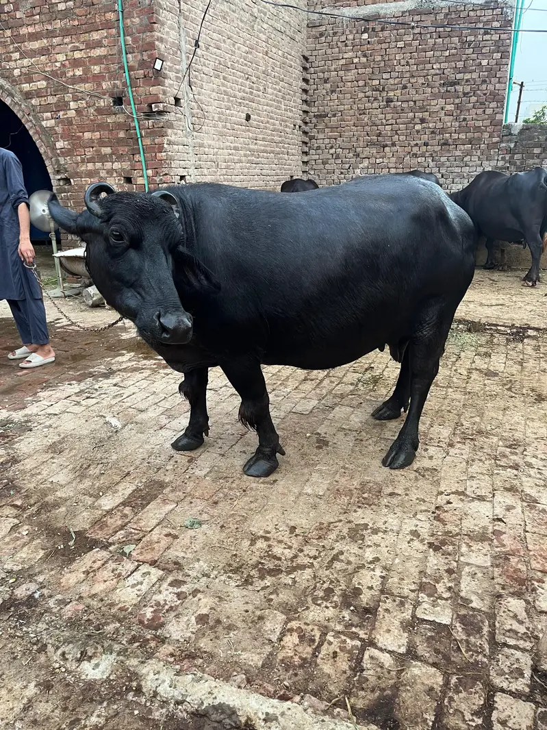 Bhains — photo 2