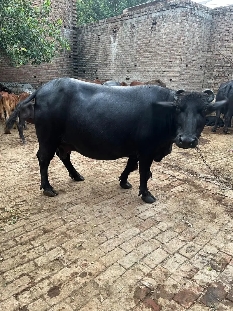 Bhains — photo 3