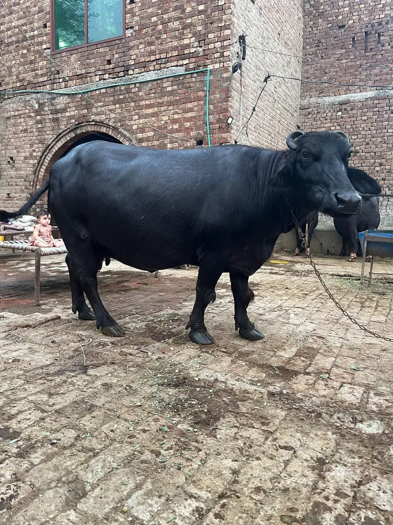 Bhains — photo 4