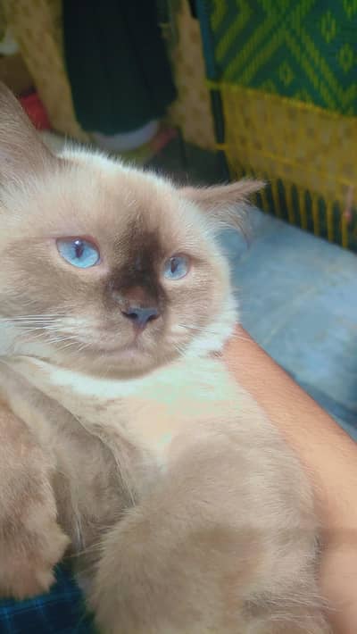 Butterfly Himalayan cat
