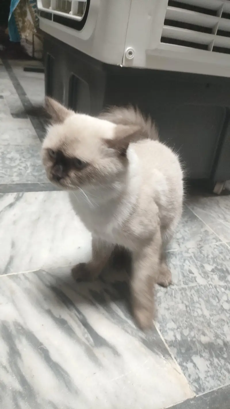 Butterfly Himalayan cat — photo 2