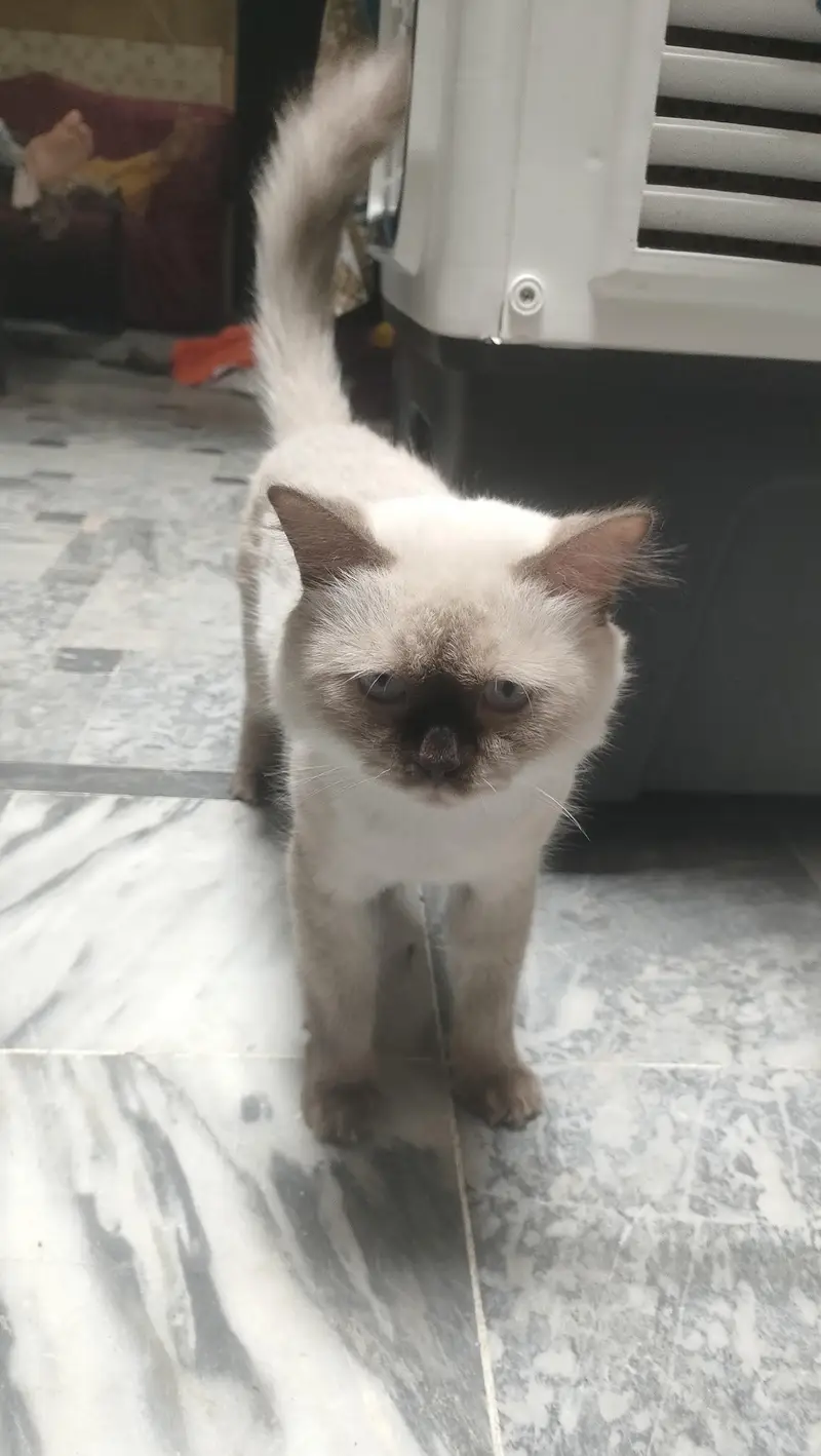 Butterfly Himalayan cat — photo 3
