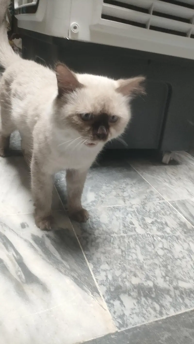 Butterfly Himalayan cat — photo 4