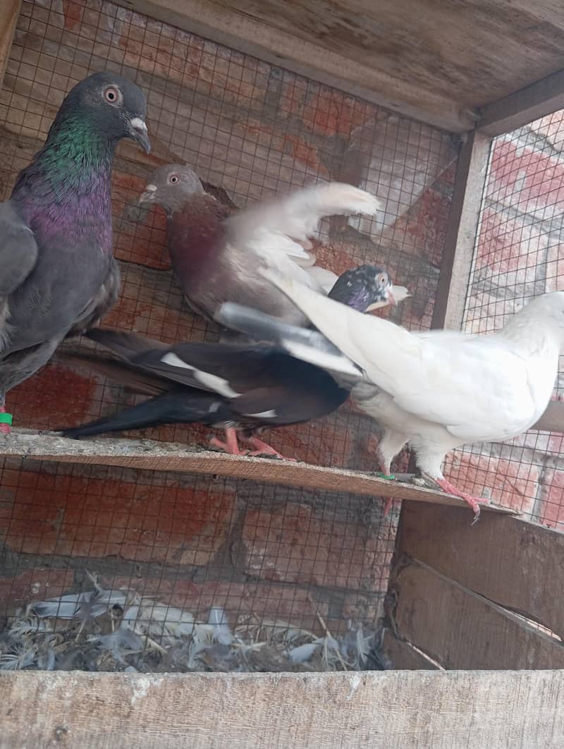 kabootar 1