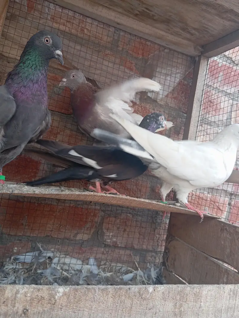 kabootar — photo 2