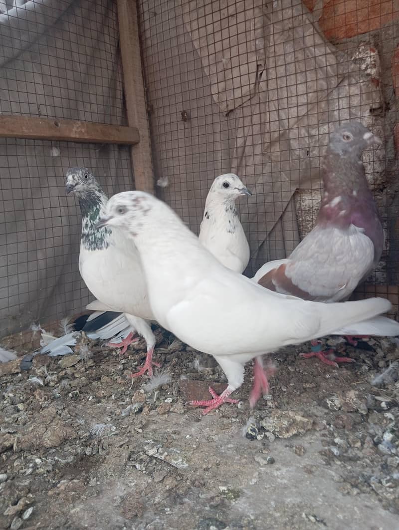 kabootar 3