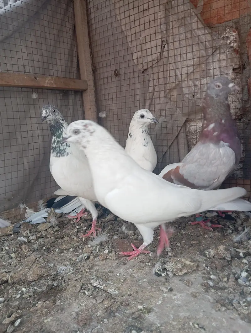 kabootar — photo 4