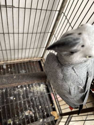 Good condition hand tamp ring bird8 years old talking parrot with cage