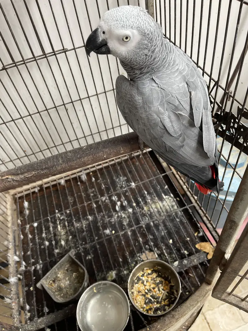 Good condition hand tamp ring bird8 years old talking parrot with cage — photo 2