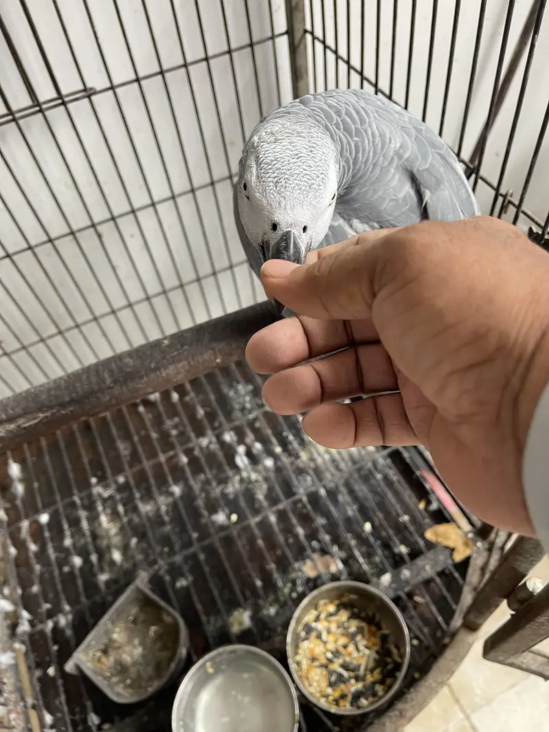 Good condition hand tamp ring bird8 years old talking parrot with cage — photo 3