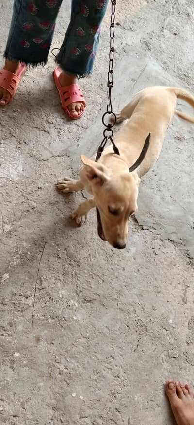 panter dog for sale
