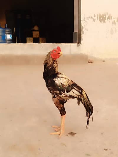 Quality Aseel Murgha