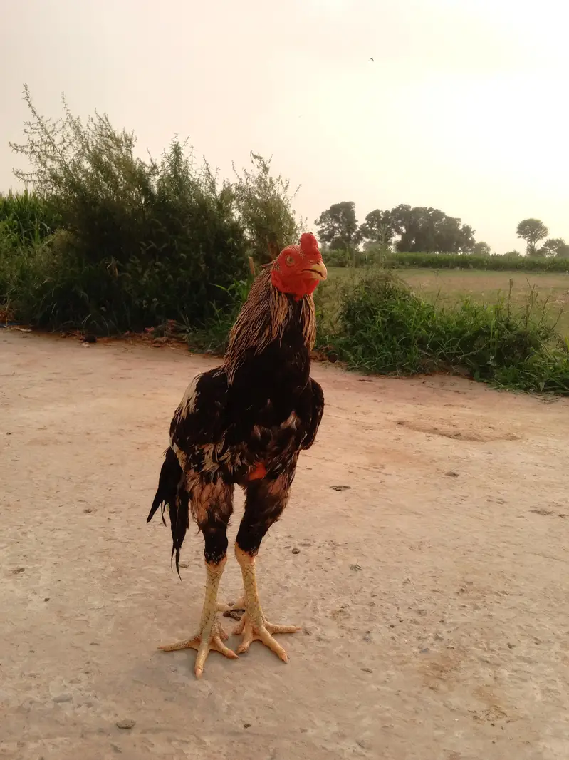 Quality Aseel Murgha — photo 2