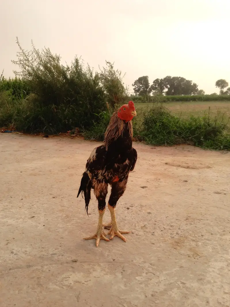 Quality Aseel Murgha — photo 3