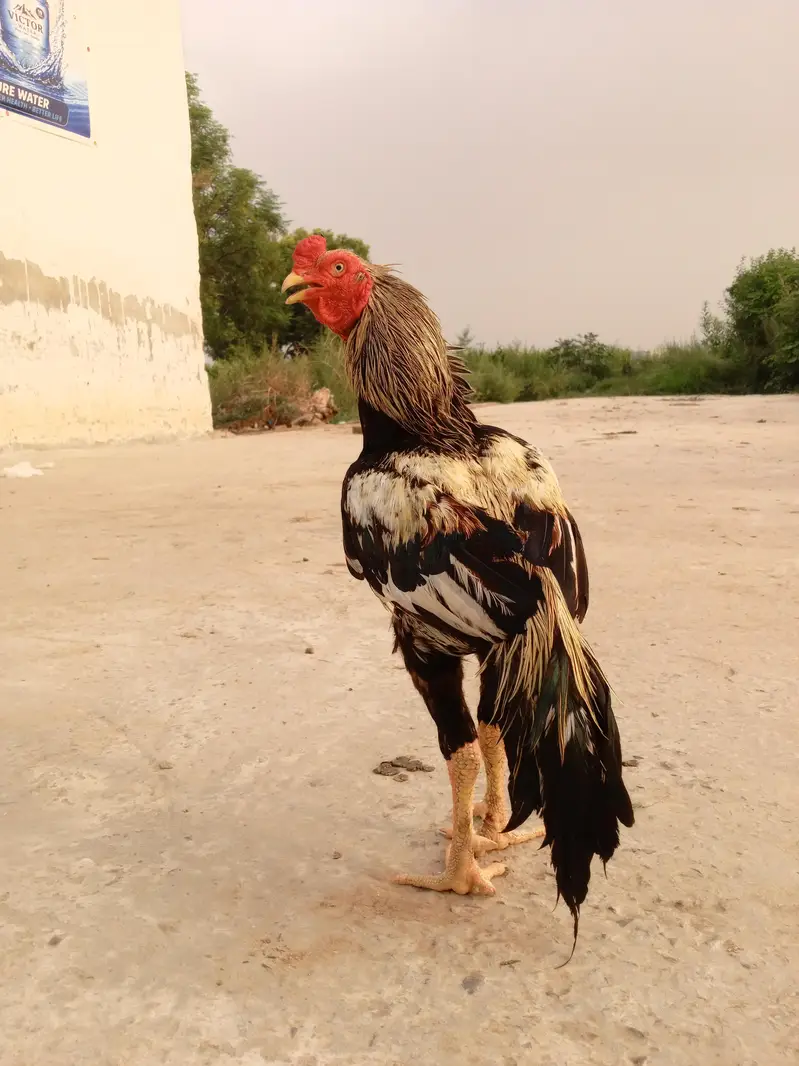 Quality Aseel Murgha — photo 5