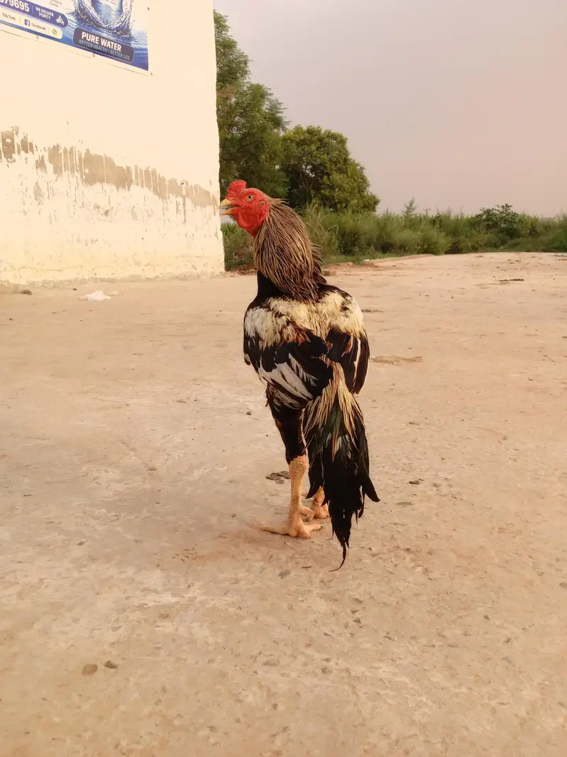 Quality Aseel Murgha — photo 6
