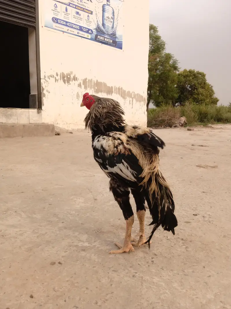 Quality Aseel Murgha — photo 9