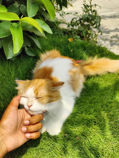 Persian cat triple coated male for sale