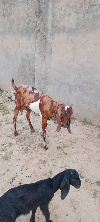 بکری فار سیل۔۔