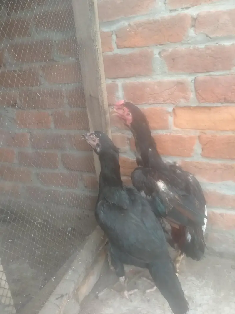 jis Bhai ko b chaiaya contect kare — photo 2