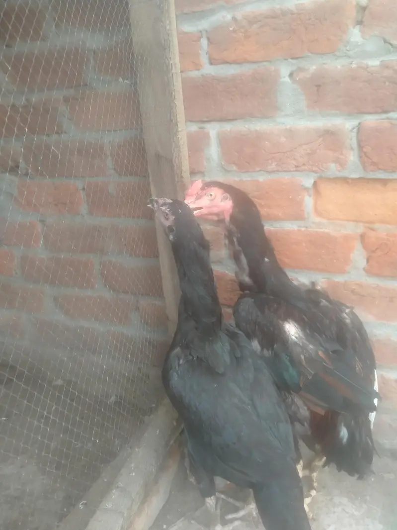 jis Bhai ko b chaiaya contect kare — photo 3