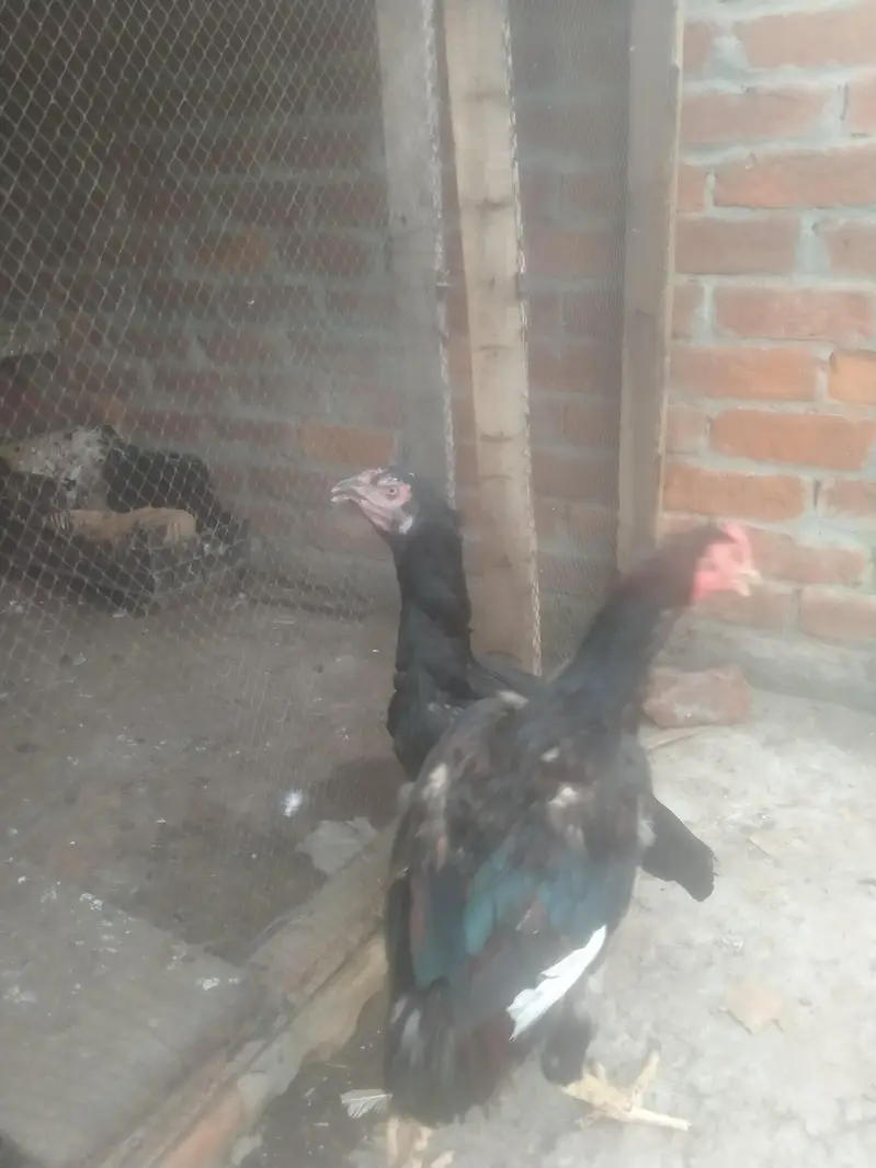 jis Bhai ko b chaiaya contect kare — photo 4