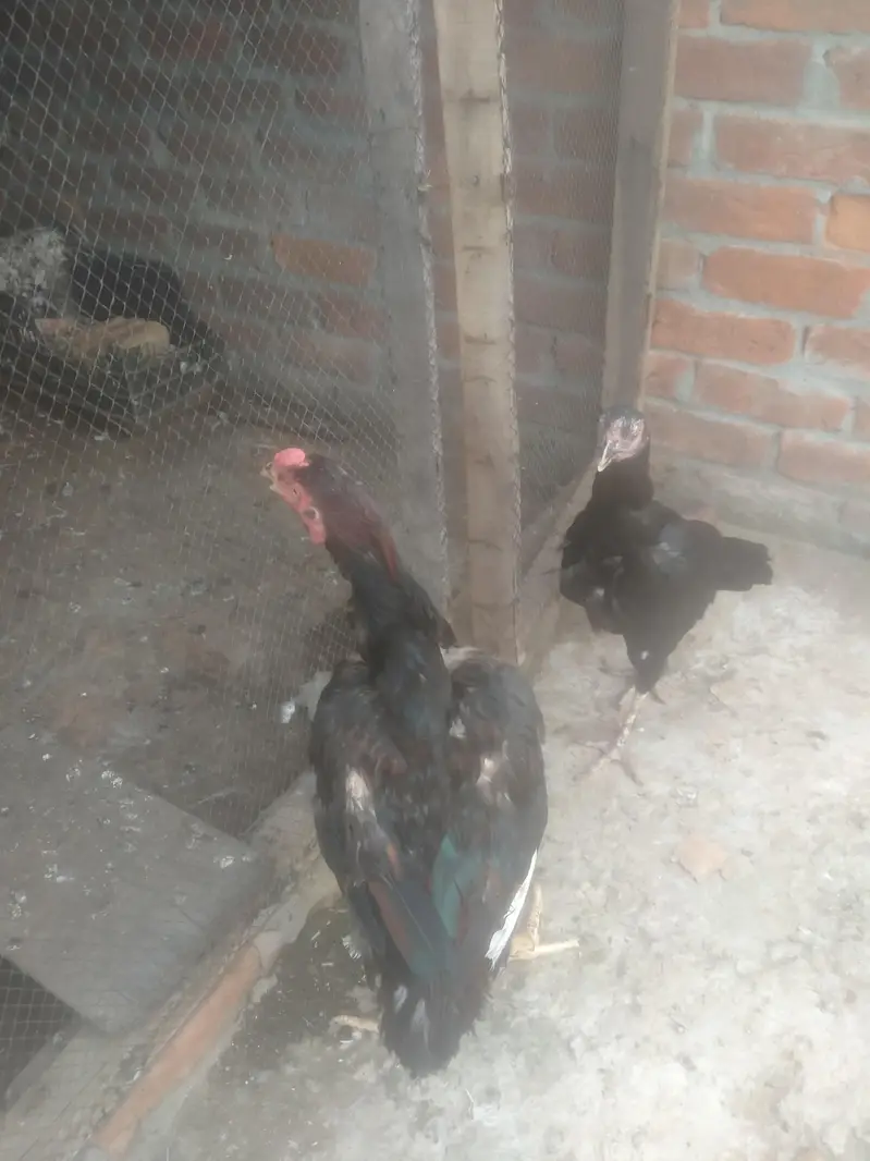 jis Bhai ko b chaiaya contect kare — photo 5