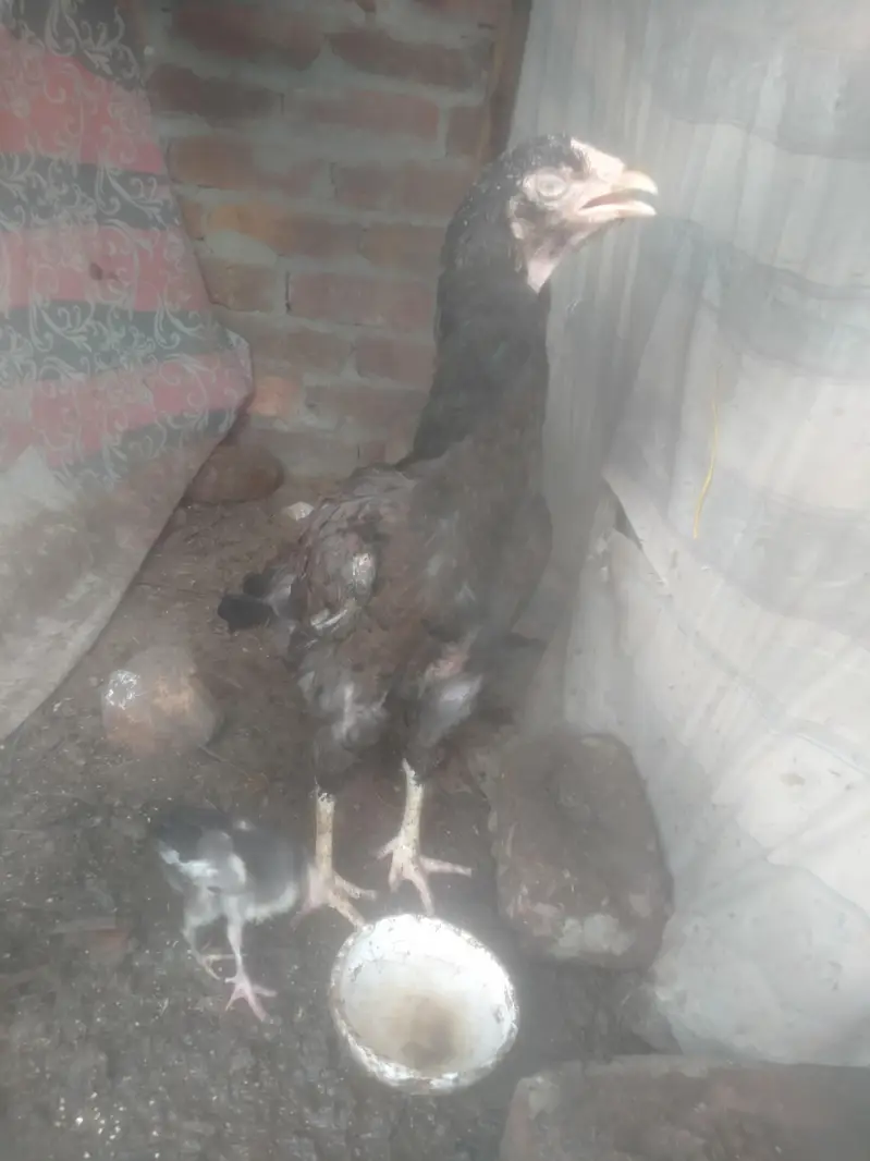 jis Bhai ko b chaiaya contect kare — photo 6
